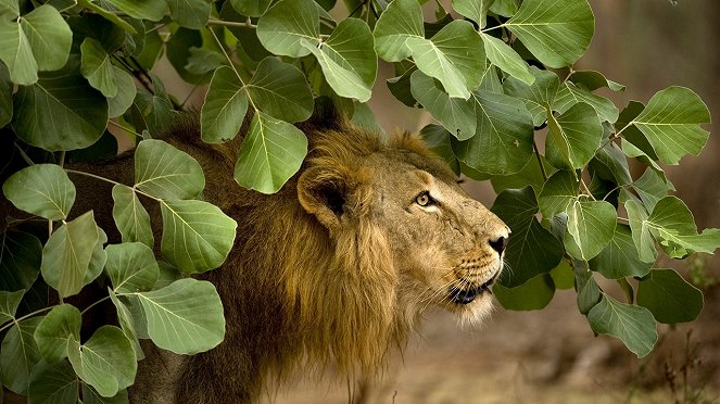 Destination Wild - The Jungle King - Photos