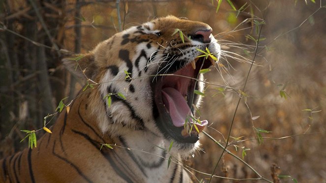 König der Tiger - Filmfotos