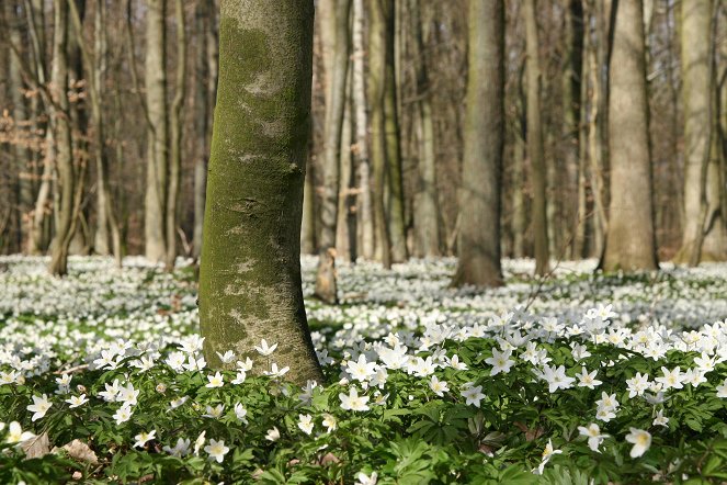 Faszinierende Waldwelten - Z filmu