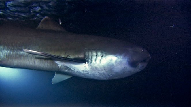 Requins des profondeurs - Filmfotók