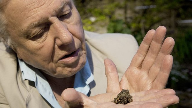 David Attenborough's Natural Curiosities - Photos - David Attenborough