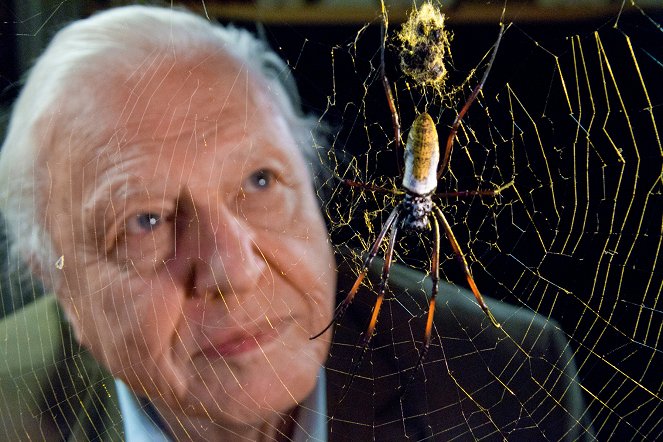 Kurioses aus der Tierwelt - Von Spinnern und Webern: Der Vogel und die Spinne - Filmfotos - David Attenborough