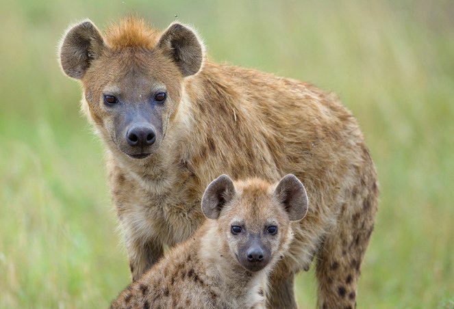 Kurioses aus der Tierwelt - Ungewöhnliche Eltern: Das Seepferdchen und die Hyäne - Filmfotos
