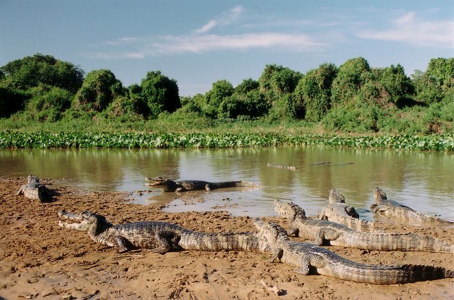 Brasilianisches Pantanal - Photos
