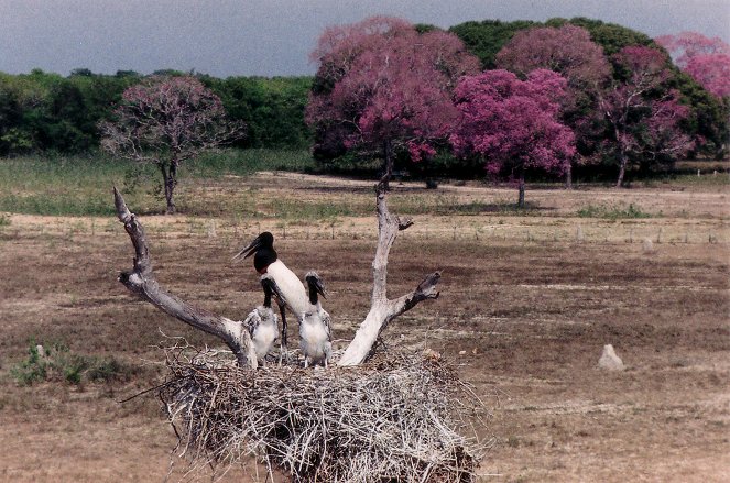 Brasilianisches Pantanal - Filmfotos