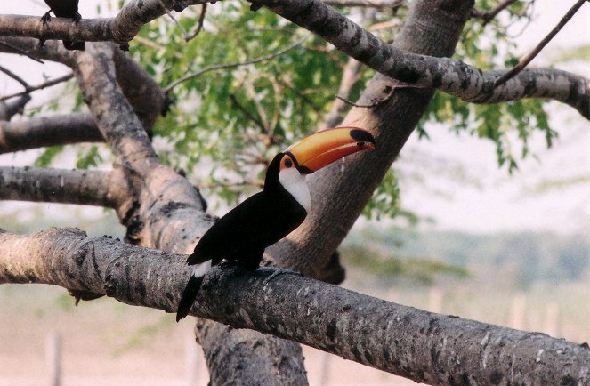 Brasilianisches Pantanal - Filmfotos
