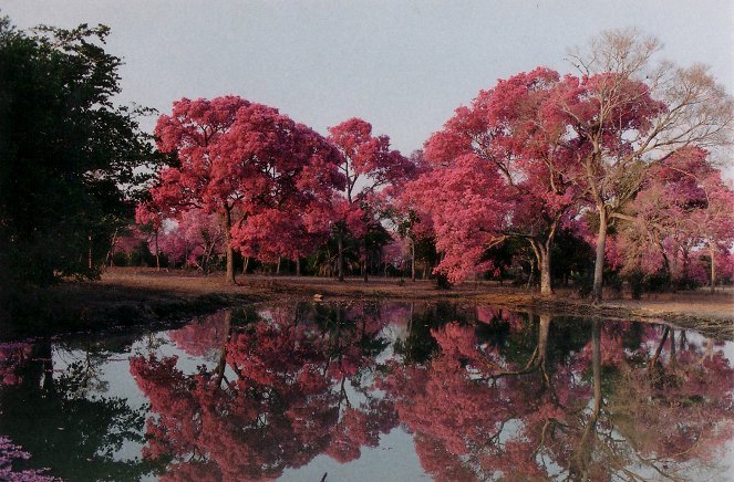 Brasilianisches Pantanal - Kuvat elokuvasta