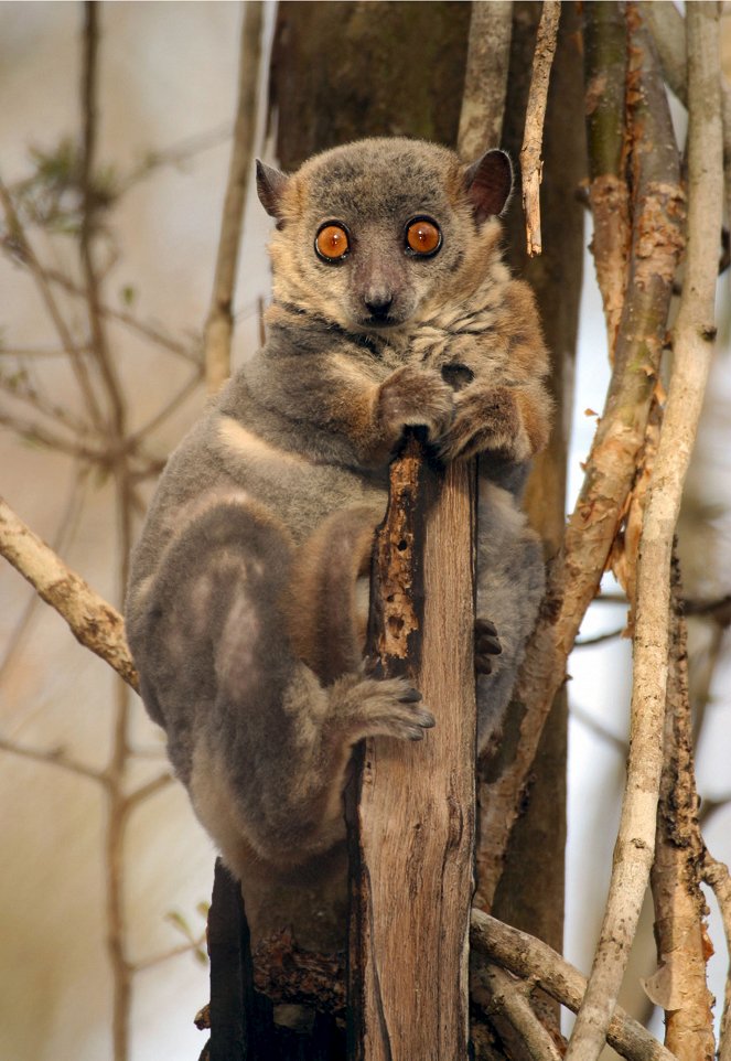 Madagaskar - In den Wäldern der Lemuren - Film