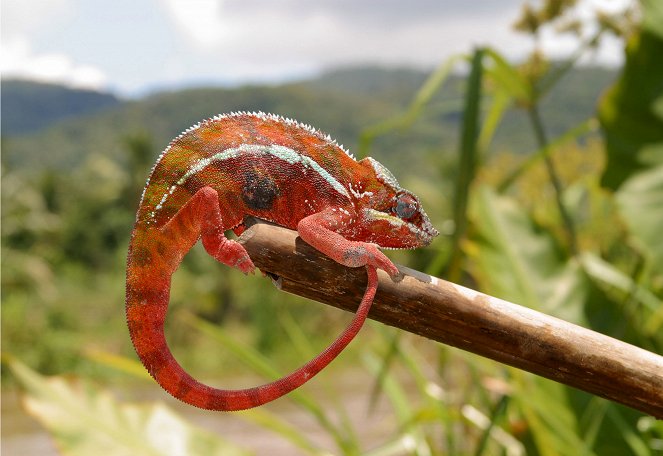 Madagaskar - In den Wäldern der Lemuren - Filmfotók