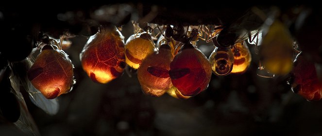 The Natural World - Season 30 - Empire of the Desert Ants - Photos
