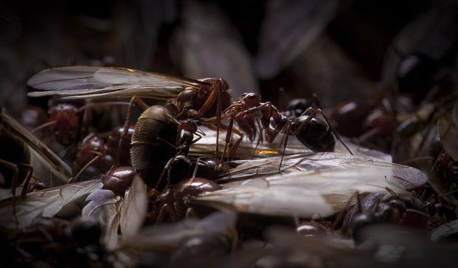 The Natural World - Empire of the Desert Ants - De la película