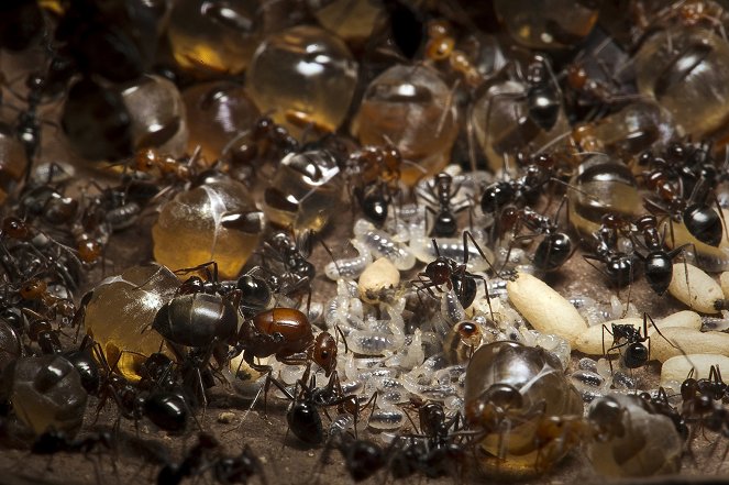 Natural World - Kämpfen für die Königin - Das Imperium der Ameisen - Filmfotos