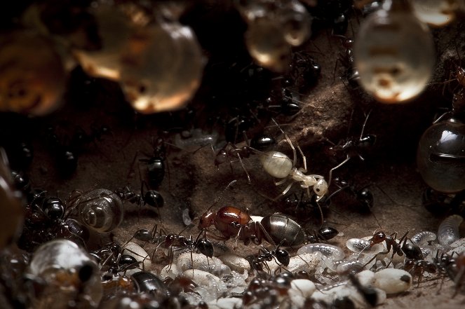 The Natural World - Empire of the Desert Ants - De la película