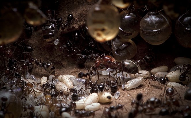 The Natural World - Empire of the Desert Ants - Photos