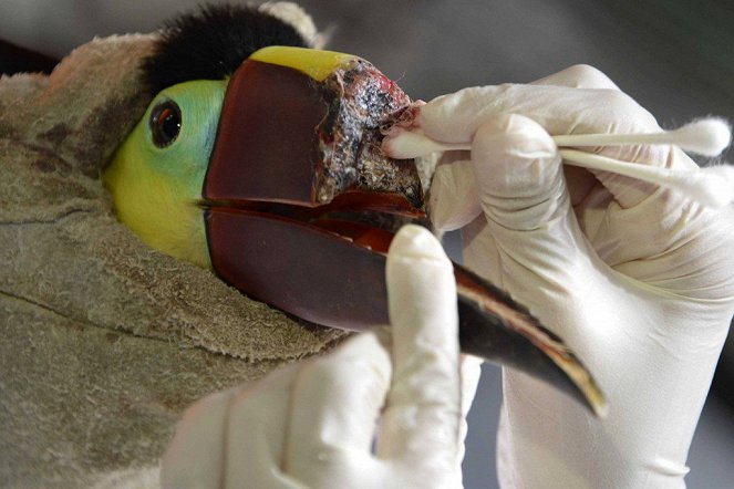 Toucan Nation - Die Tierschützer von Costa Rica - Filmfotos
