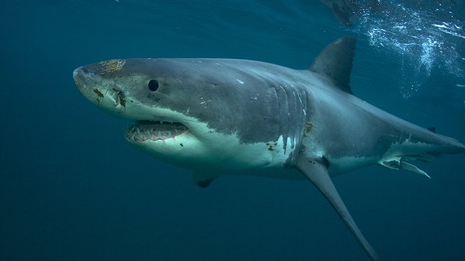 Weißer Hai: Spur eines Serienkillers - Filmfotos
