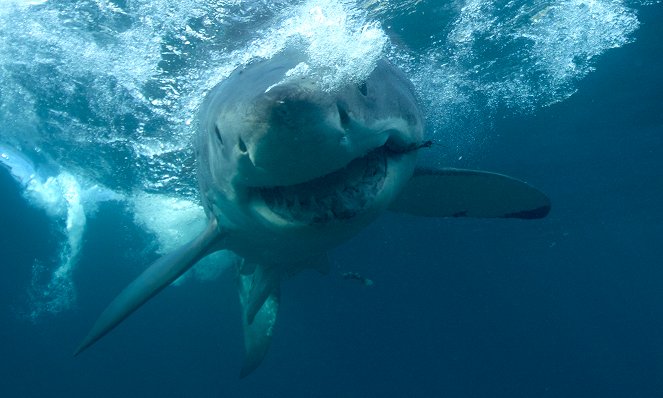 A nagy fehér cápa haragja - Filmfotók