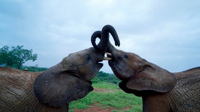 Mentsük meg az elefántokat! - Filmfotók