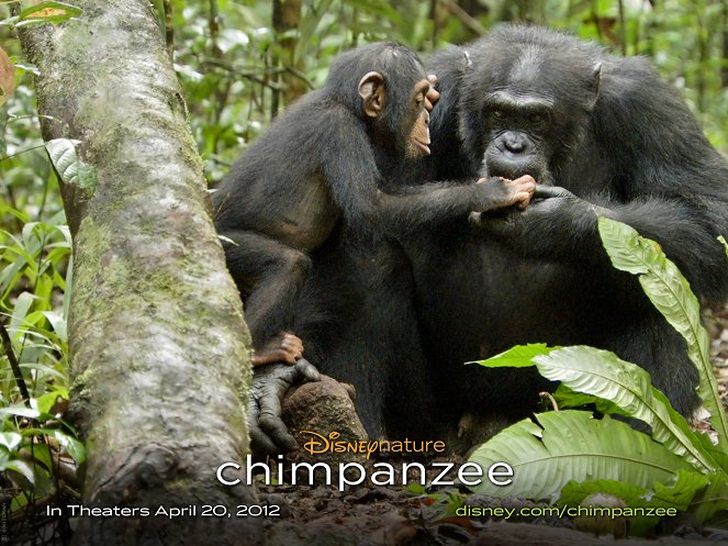 Chimpanzés - Cartes de lobby