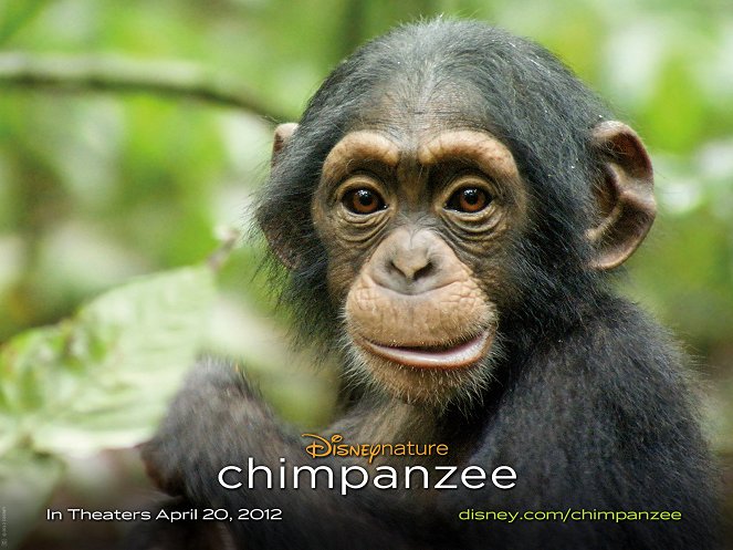 Chimpanzés - Cartes de lobby