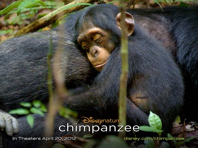 Chimpancés - Fotocromos
