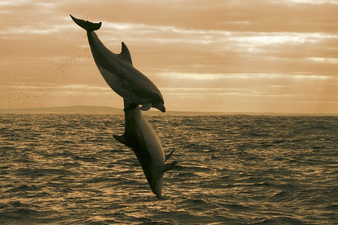 Dolphin Dynasty - De la película
