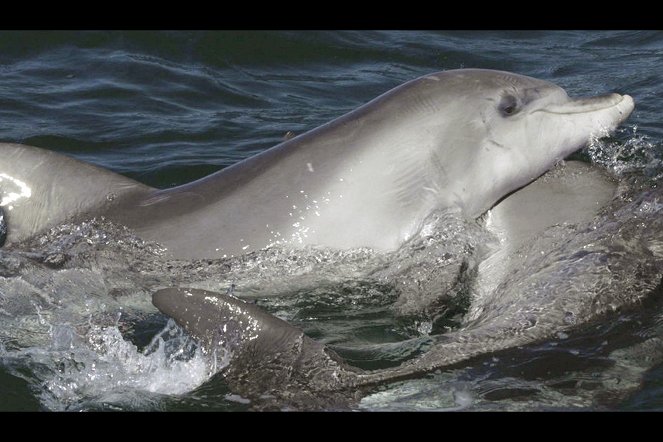 Dolphin Dynasty - Z filmu