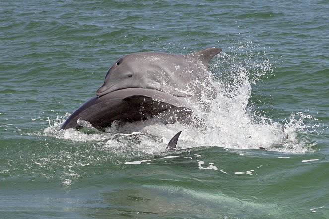 Dynastie delfínů - Z filmu