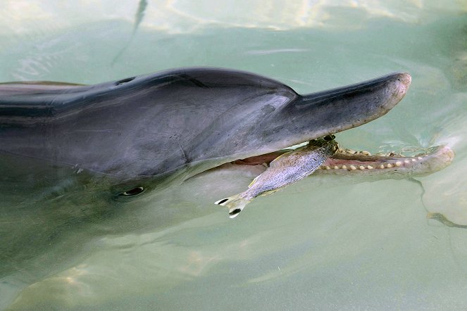 Delfinbabys in der Shark Bay - Australiens größte Delfindynastie - Filmfotos