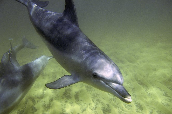 Delfin dinasztia - Filmfotók