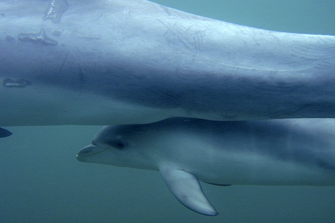 Delfinbabys in der Shark Bay - Australiens größte Delfindynastie - Filmfotos