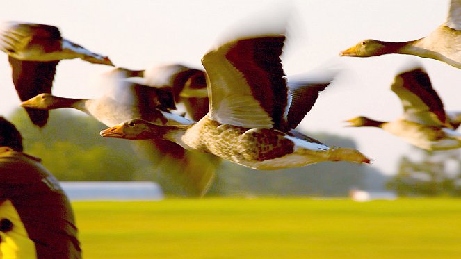 Migrating Birds - Photos