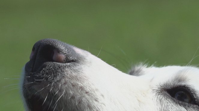 Follow Your Nose: Cracking Smell's Code - Photos