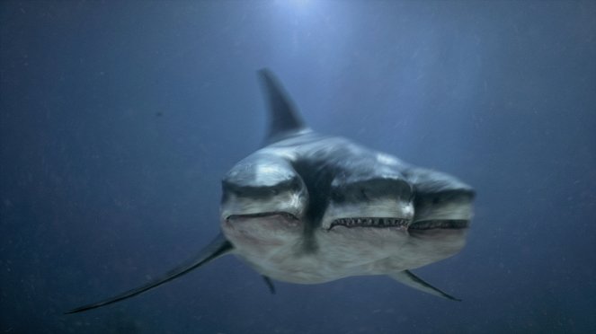 3 Headed Shark Attack - Photos