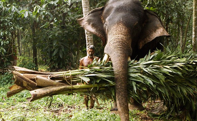 Elefantenparadies Südindien - Die Mahouts von Kerala - Z filmu