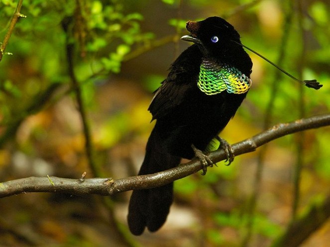 Winged Seduction: Birds of Paradise - Photos