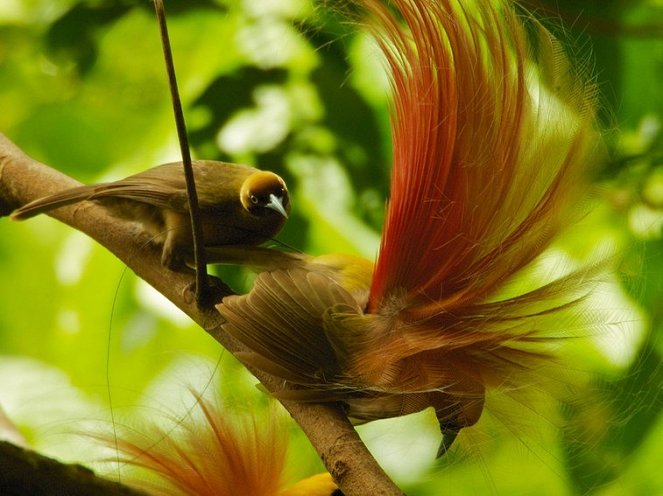 Winged Seduction: Birds of Paradise - Z filmu