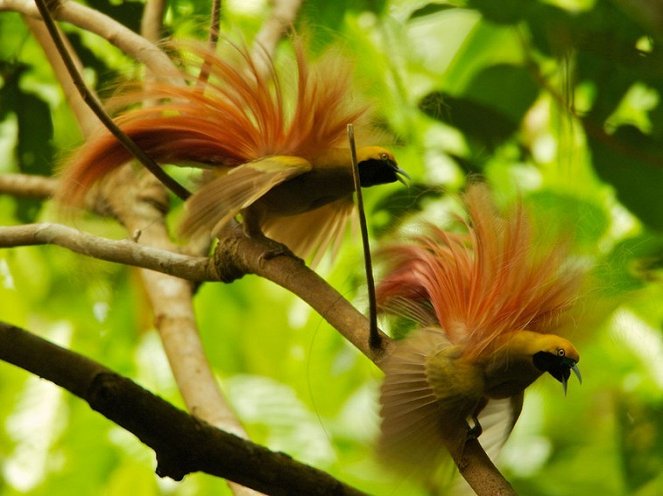 Winged Seduction: Birds of Paradise - Photos