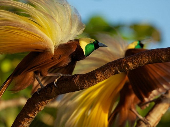 Winged Seduction: Birds of Paradise - De la película
