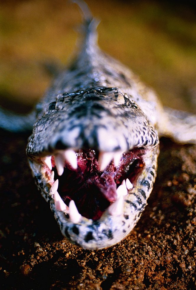 Snakehead – Der Schrecken aus dem See - Filmfotos