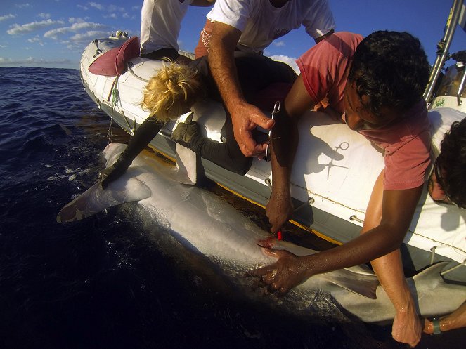 Attaques de requins à La Réunion - L'enquête - Z filmu