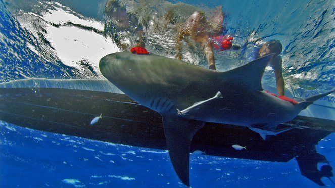 Attaques de requins à La Réunion - L'enquête - Z filmu