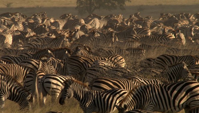Great Migrations - Das große Wunder der Tierwanderungen - Filmfotos