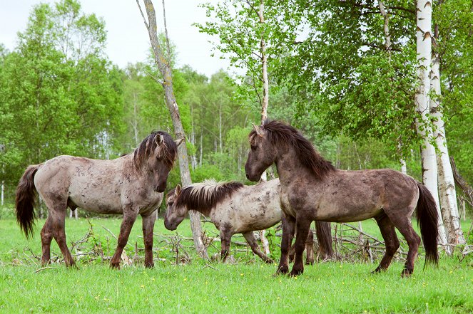 Wild Baltic - Photos