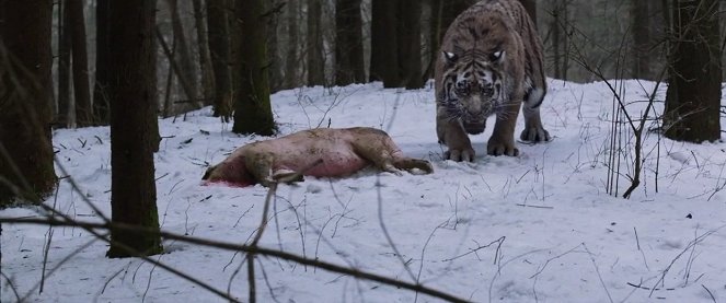 A Tigris: egy vadász legendája - Filmfotók