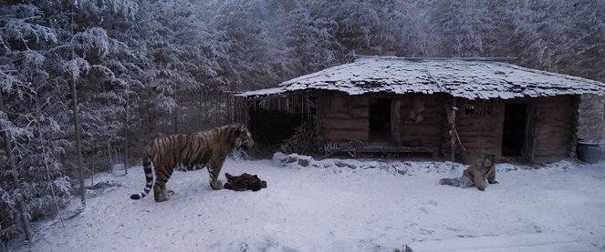 A Tigris: egy vadász legendája - Filmfotók