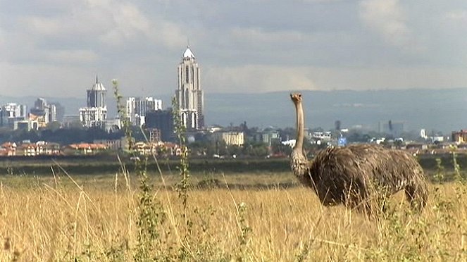 Kenia: Kein Platz für wilde Tiere - Filmfotos