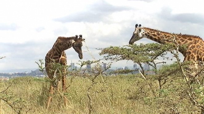 Kenia: Kein Platz für wilde Tiere - Filmfotos