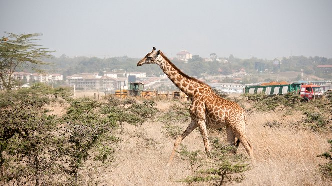 Wildes Nairobi - Wo Leoparden durch Gärten schleichen - Filmfotos