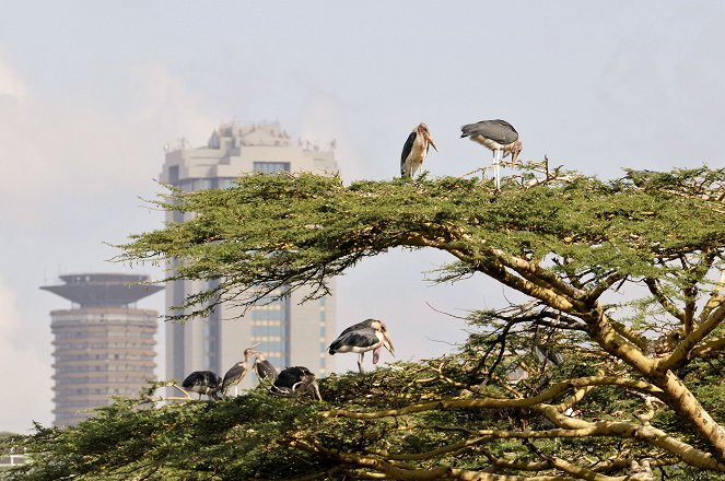 Universum: Wildes Nairobi - Wo Leoparden durch Gärten schleichen - Kuvat elokuvasta